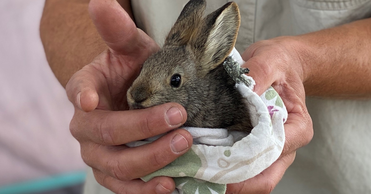 Pygmy Rabbit (Brachylagus idahoensis) U.S. Fish & Wildlife Service
